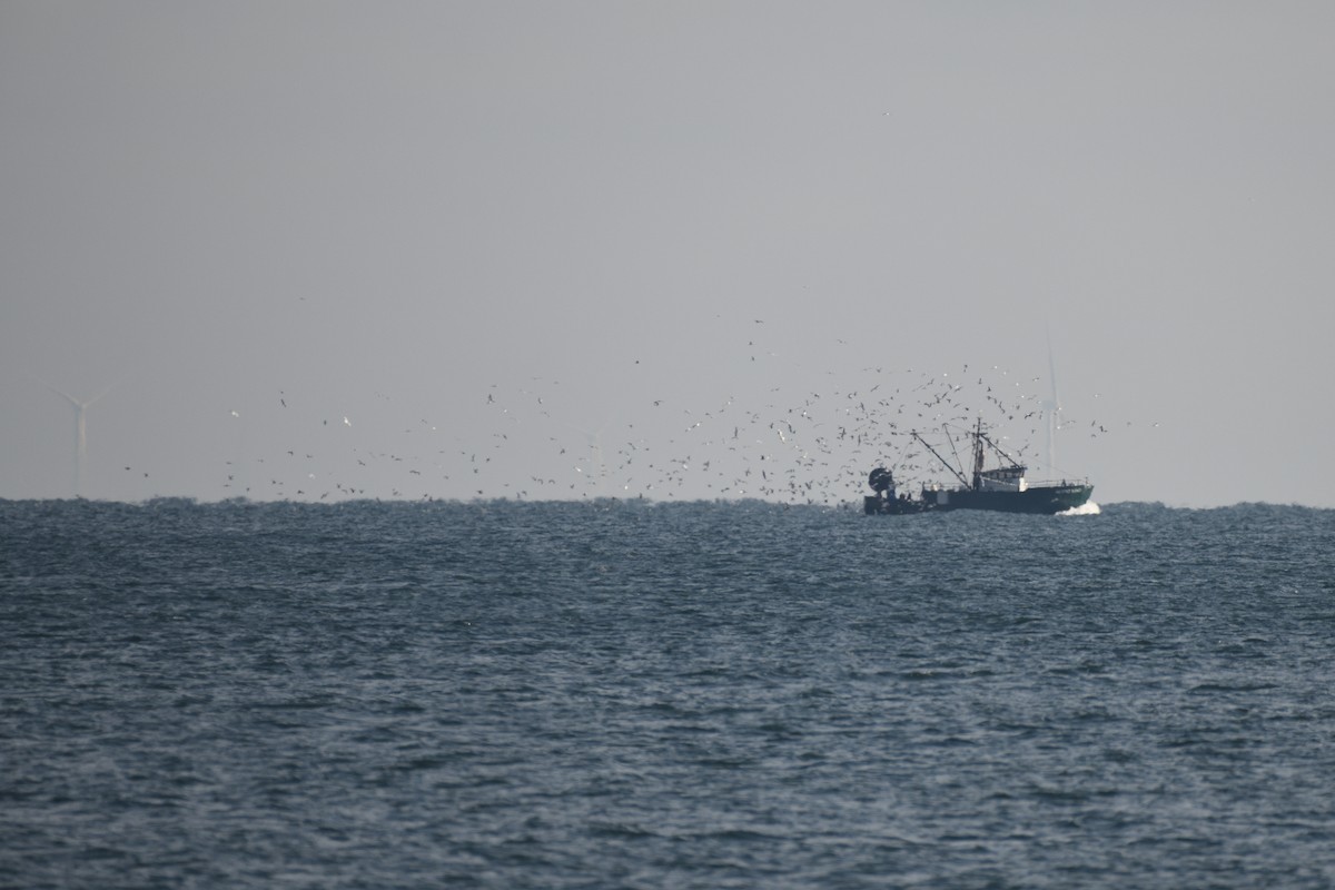 Мартин sp. - ML646395664