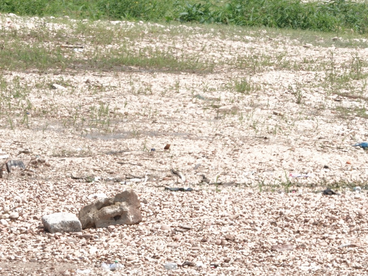 Wattled Jacana - ML646395665