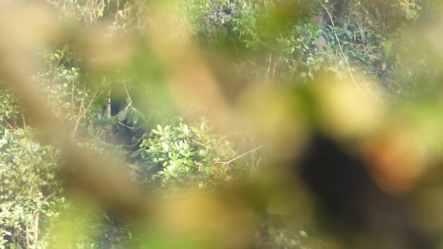 Scarlet-rumped Cacique - ML646395666