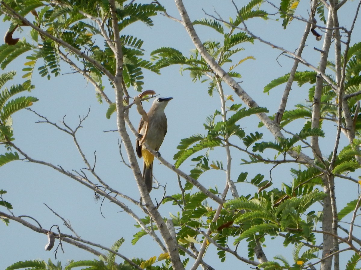 Yellow-vented Bulbul - ML646395667