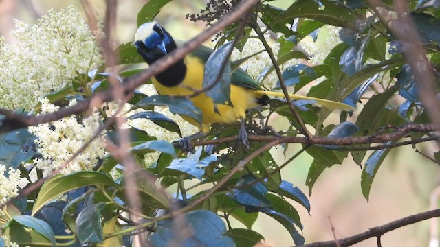 Green Jay - ML646395668