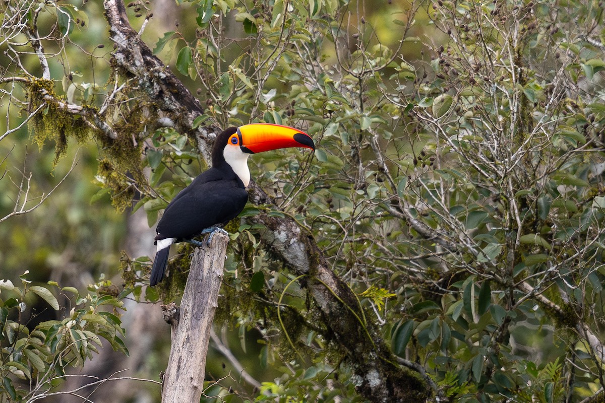 Toco Toucan - ML646395670