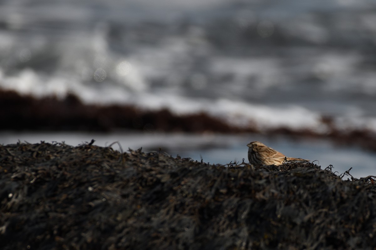 Song Sparrow (melodia/atlantica) - ML646395671