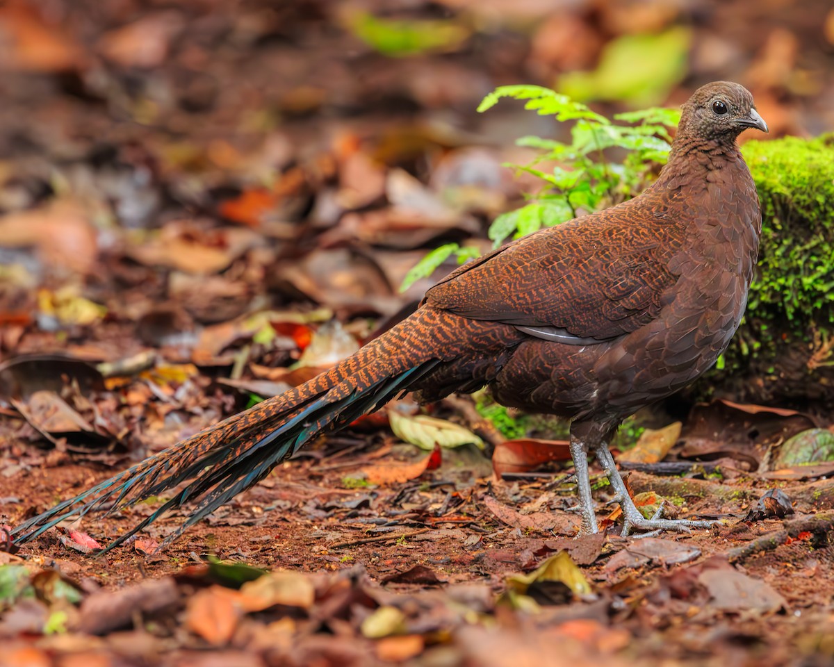 Bronze-tailed Peacock-Pheasant - ML646395672