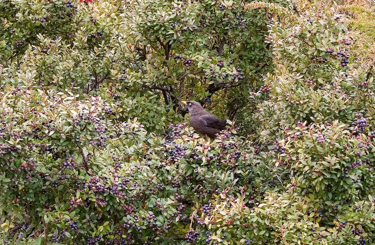 Sooty Thrush - ML646395673