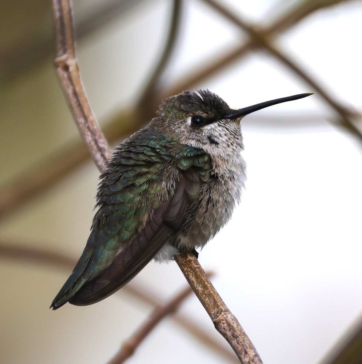 Black-chinned Hummingbird - ML646395679