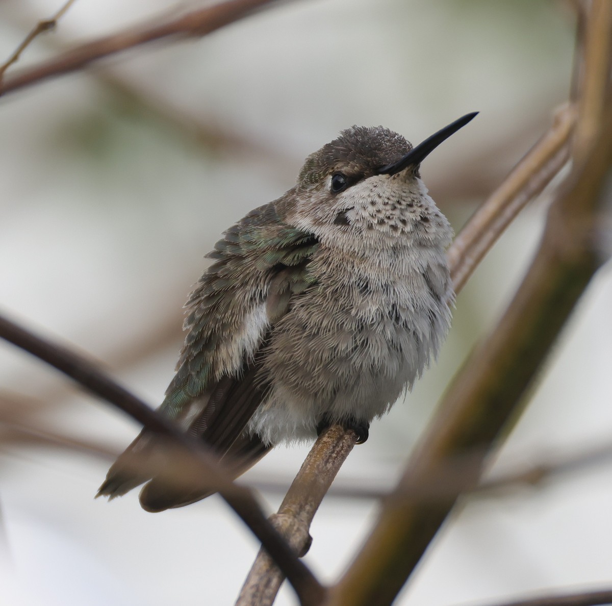 Black-chinned Hummingbird - ML646395680