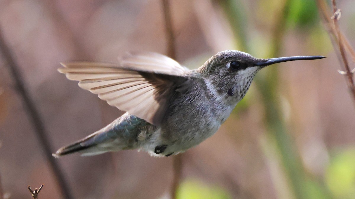Black-chinned Hummingbird - ML646395681