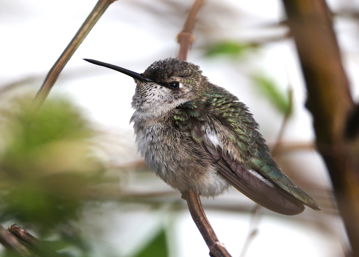 Black-chinned Hummingbird - ML646395682