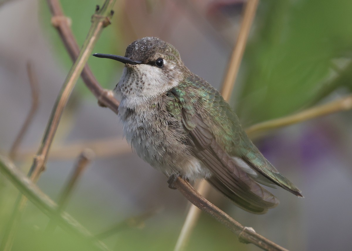 Black-chinned Hummingbird - ML646395683