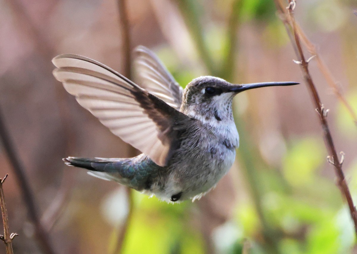 Black-chinned Hummingbird - ML646395684