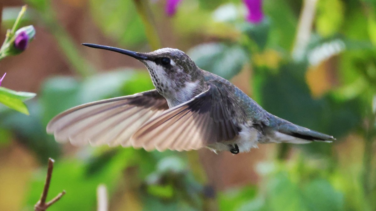 Black-chinned Hummingbird - ML646395685
