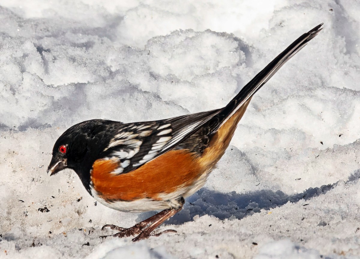 Spotted Towhee - ML646395686