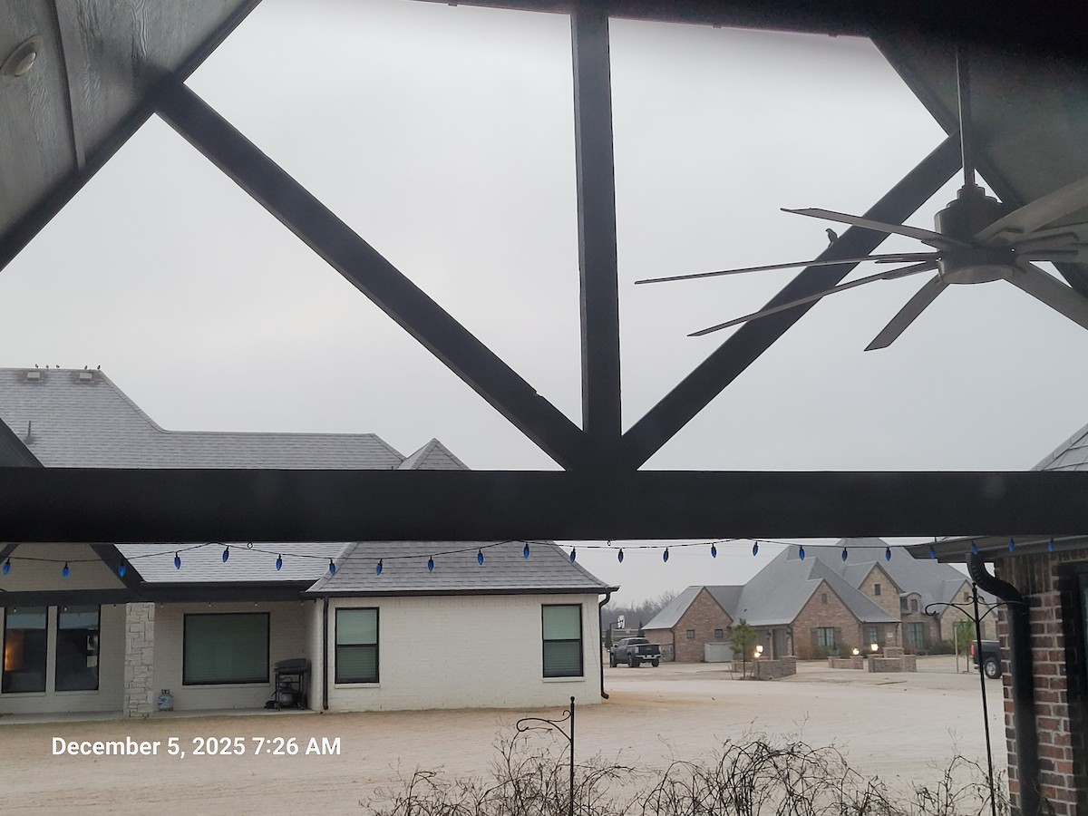 House Finch - ML646395687