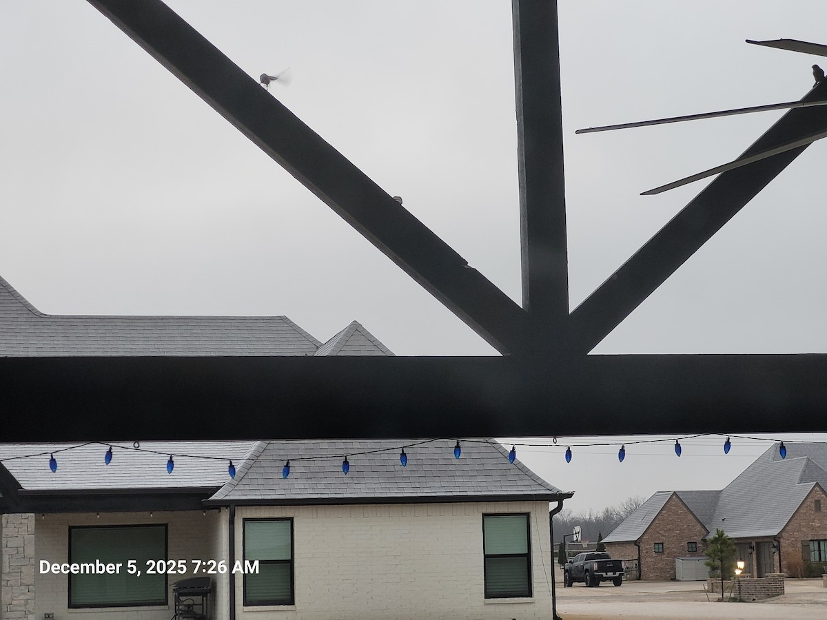 House Finch - ML646395688