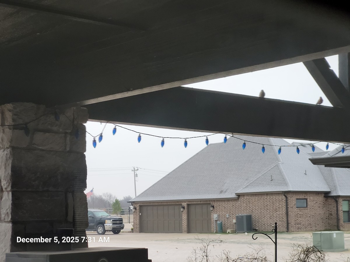 House Finch - ML646395689