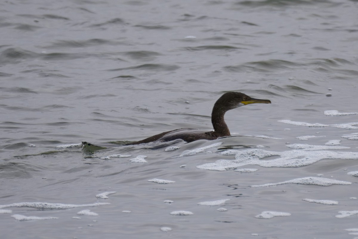 European Shag - ML646395690