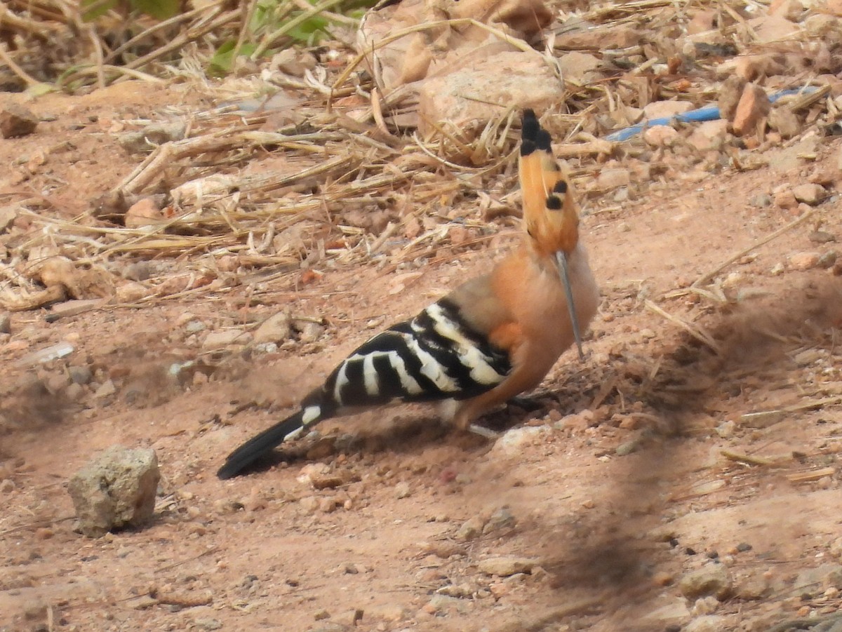 Madagascar Hoopoe - ML646395691
