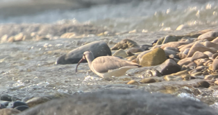 Ibisbill - ML646395692