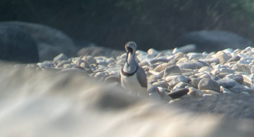 Ibisbill - ML646395693