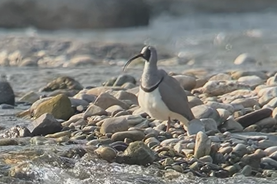 Ibisbill - ML646395694