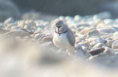 Ibisbill - ML646395695