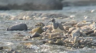 Ibisbill - ML646395696