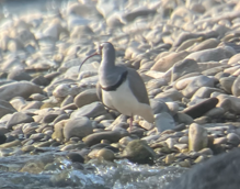 Ibisbill - ML646395697