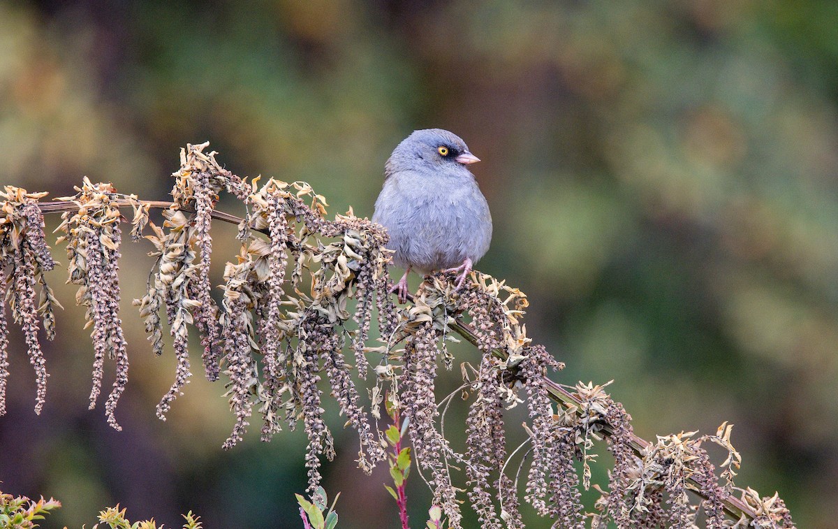 Volcano Junco - ML646395698