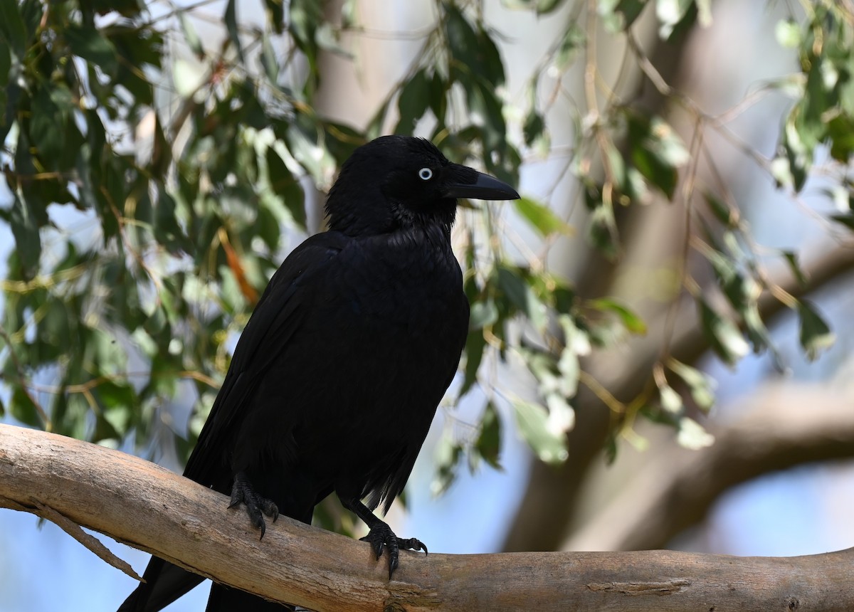 Little Raven - ML646395699