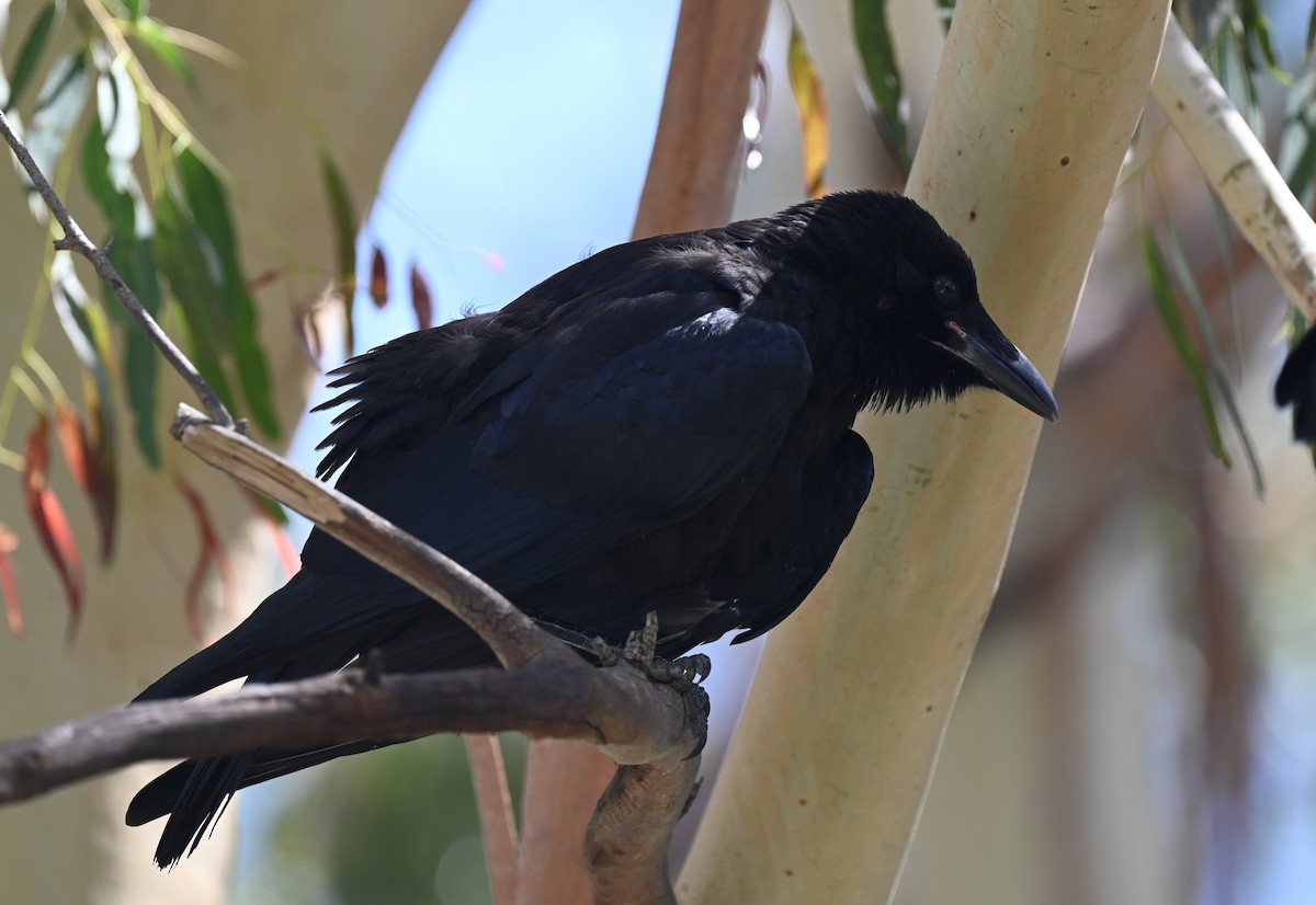 Little Raven - ML646395700