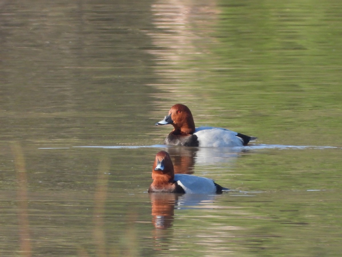Common Pochard - ML646395701
