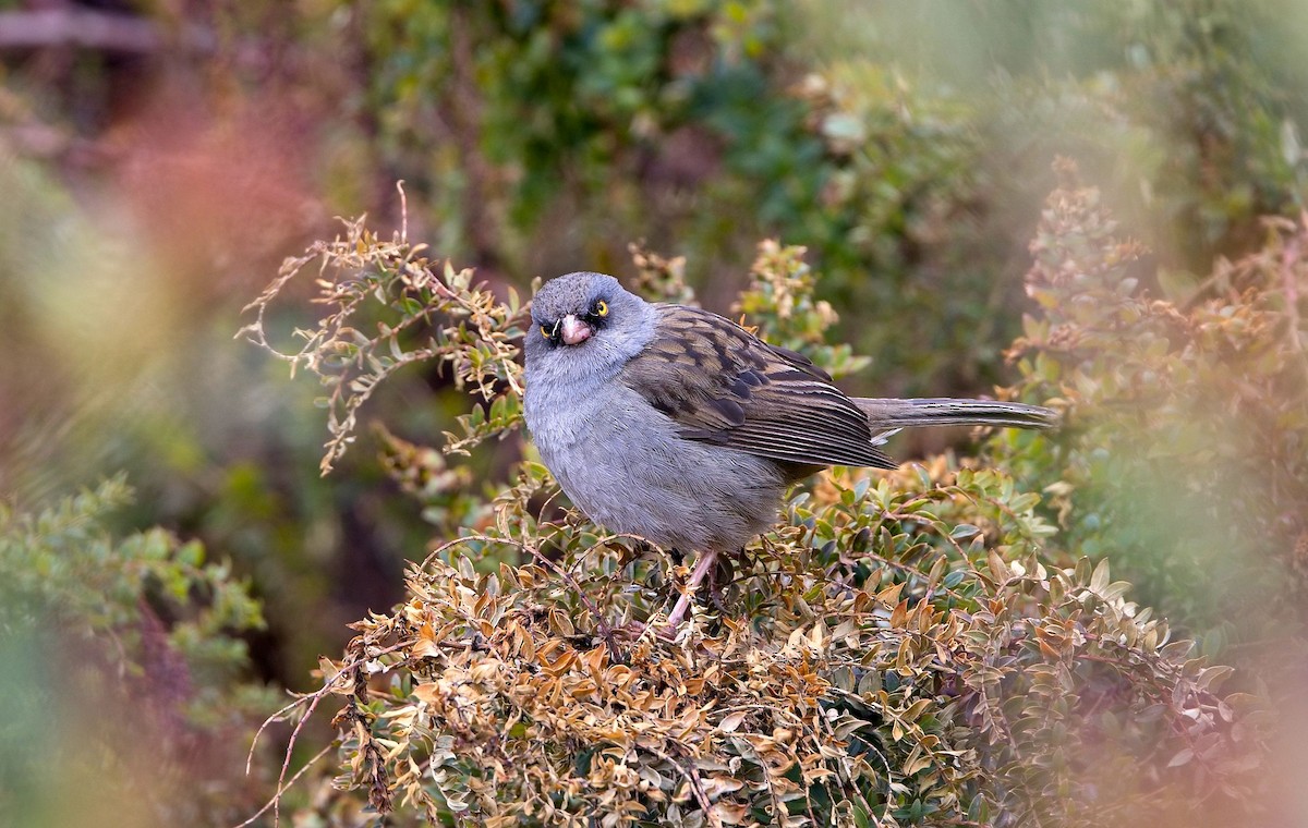 Volcano Junco - ML646395703
