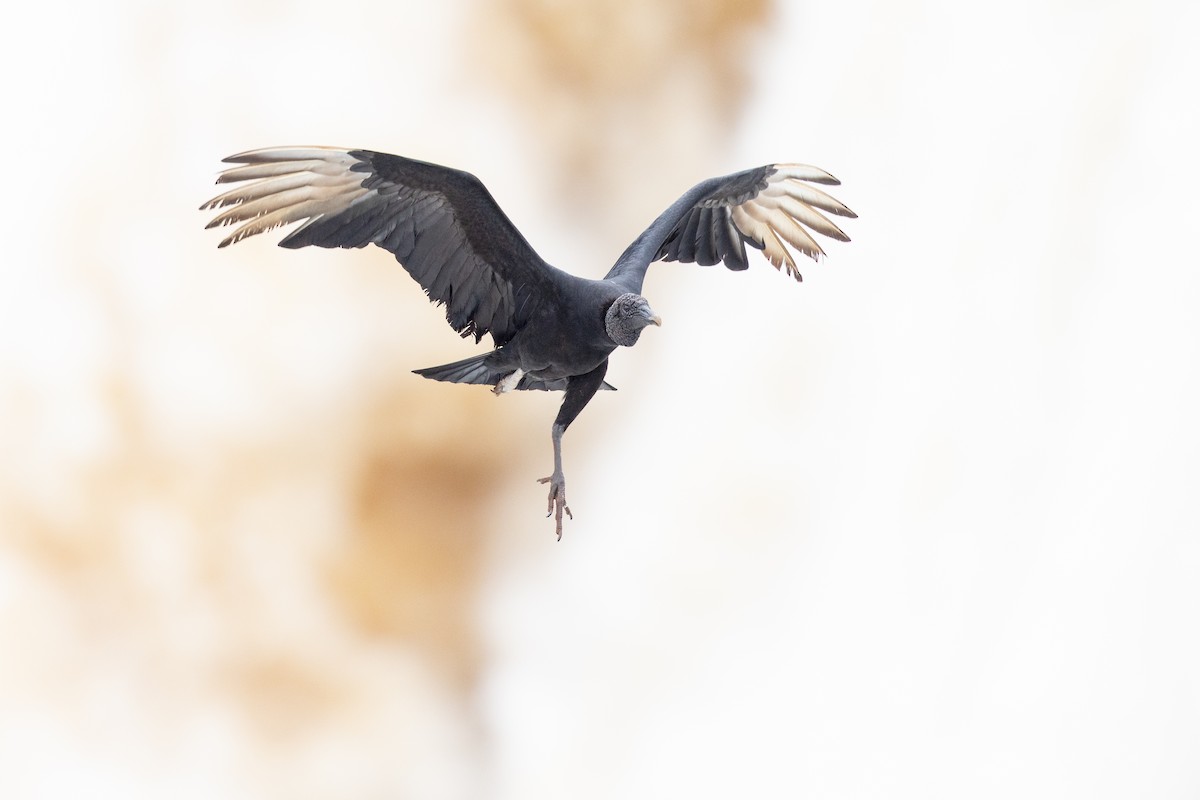 Black Vulture - ML646395704