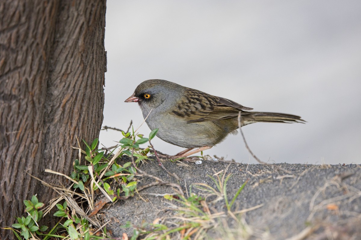 Volcano Junco - ML646395706