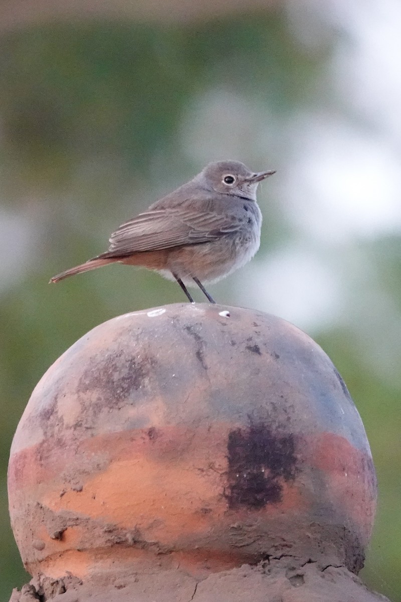 Familiar Chat - ML646395707