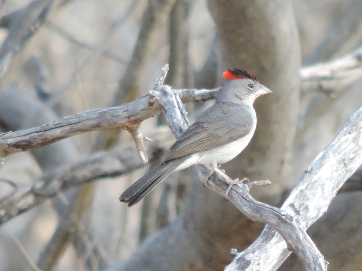 Pileated Finch - ML646395708
