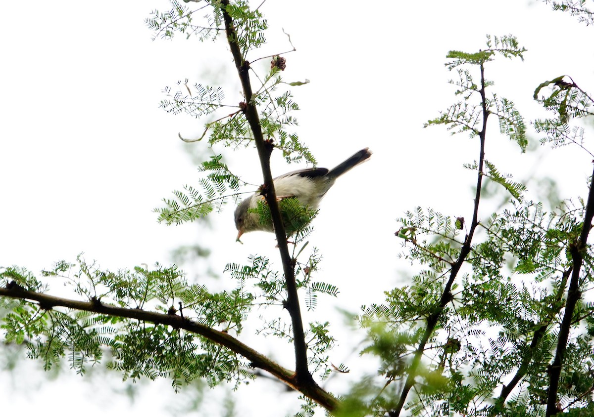 Buff-bellied Warbler - ML646395709