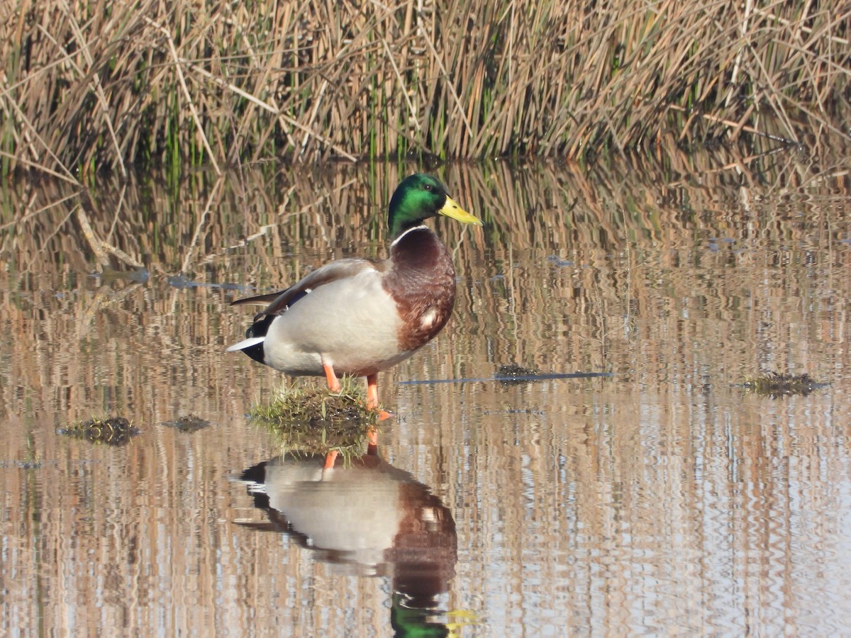 Mallard - ML646395710