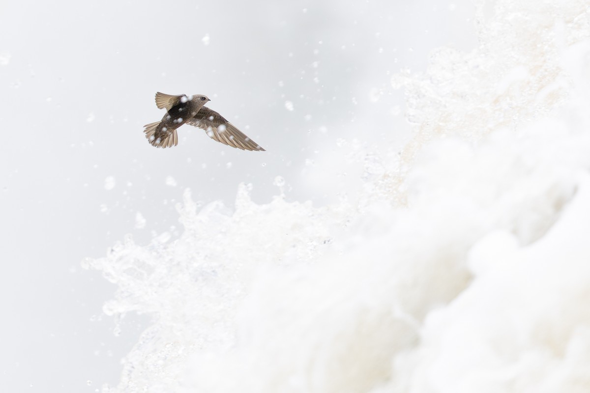 Great Dusky Swift - ML646395711