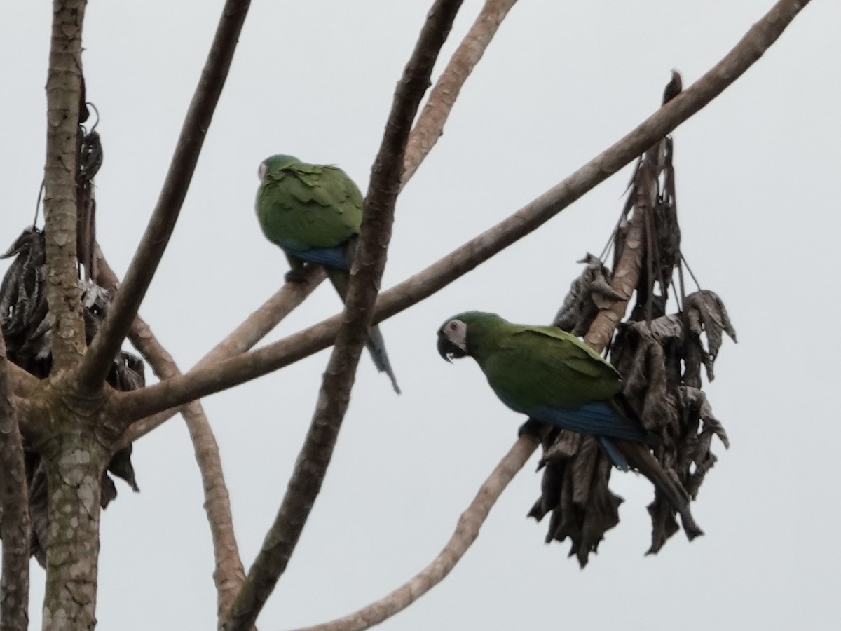 Chestnut-fronted Macaw - ML646395713