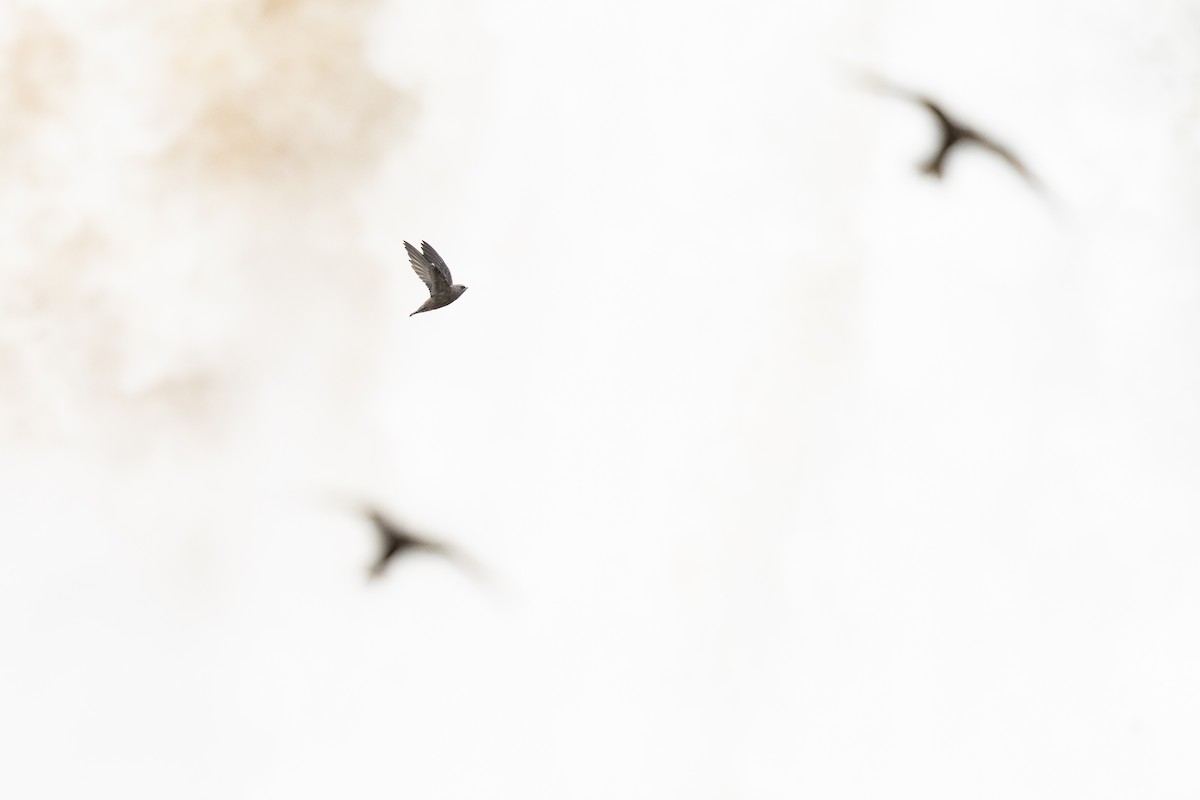 Great Dusky Swift - ML646395714