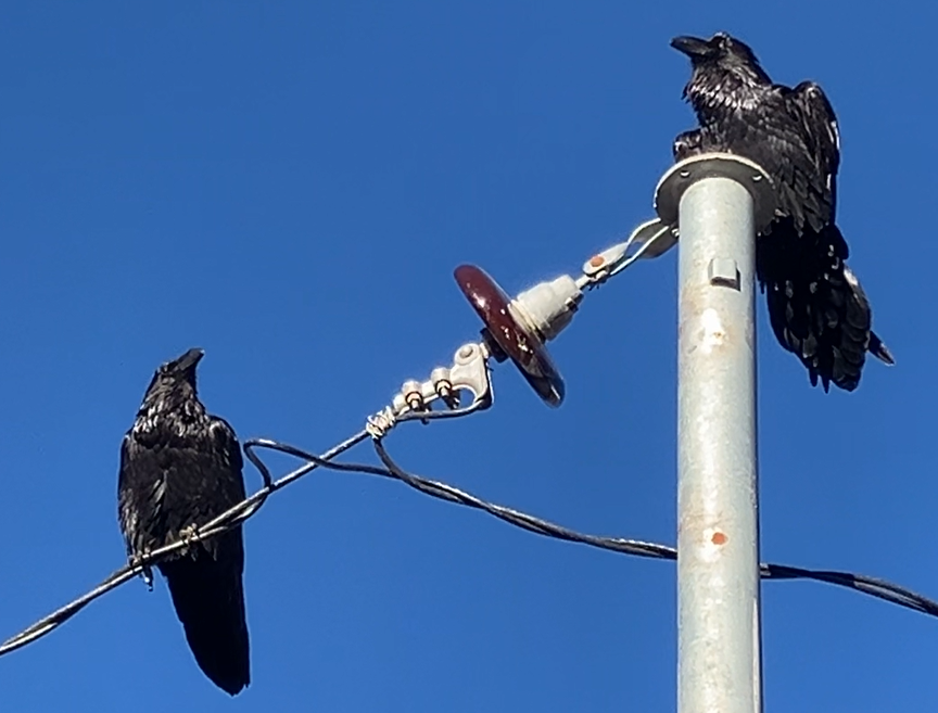 Common Raven - ML646395715