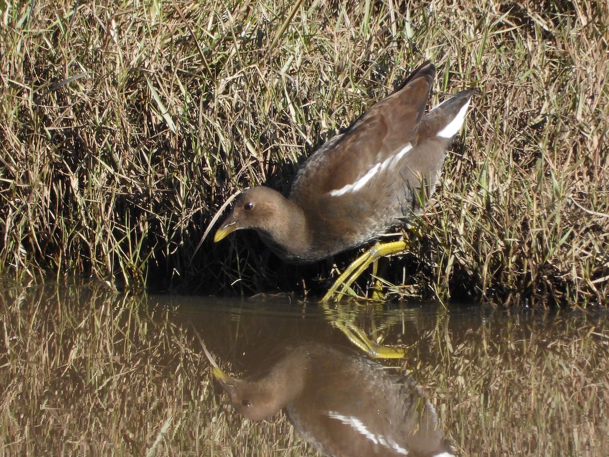 Eurasian Moorhen - ML646395716