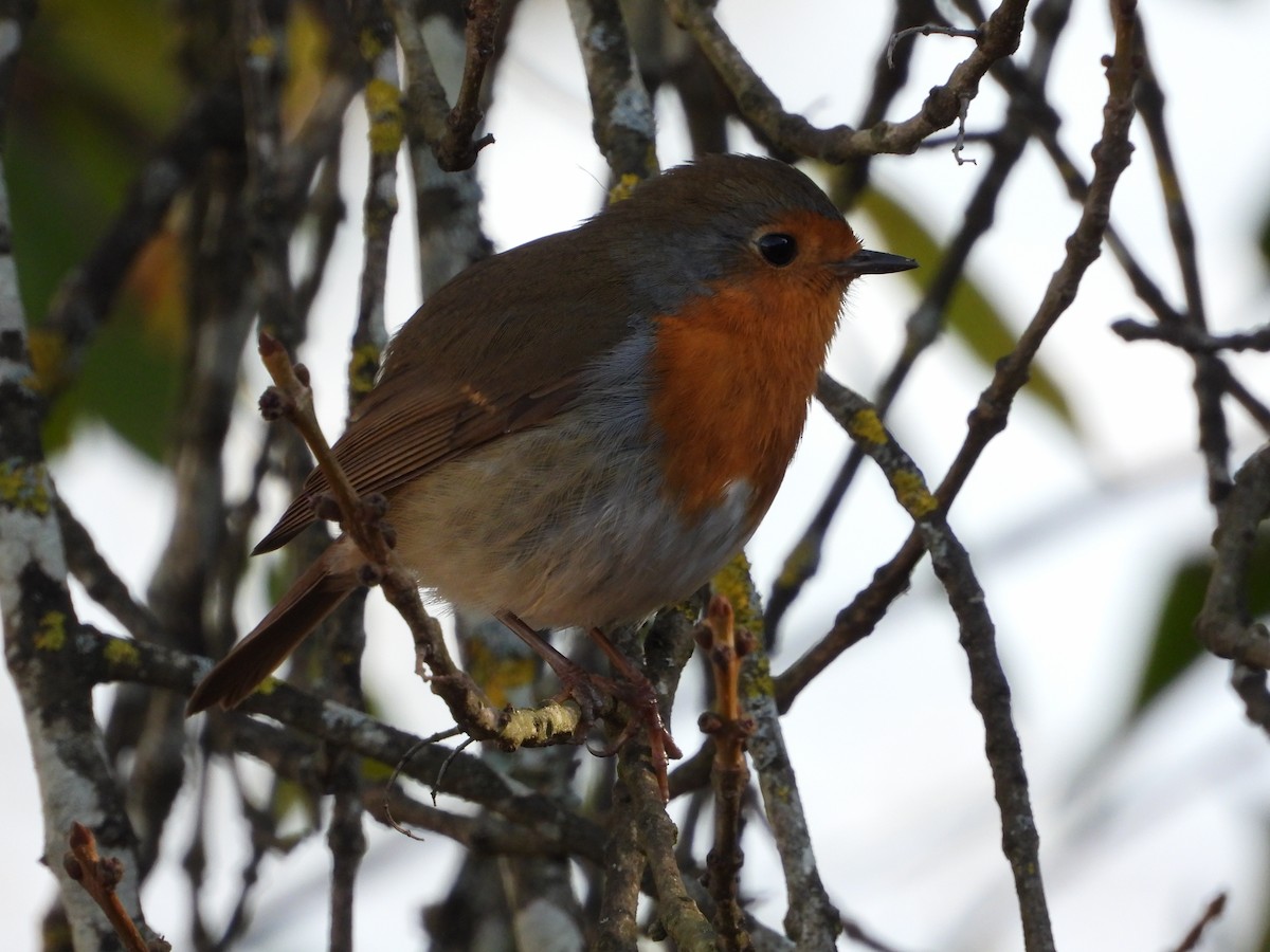 European Robin - ML646395718