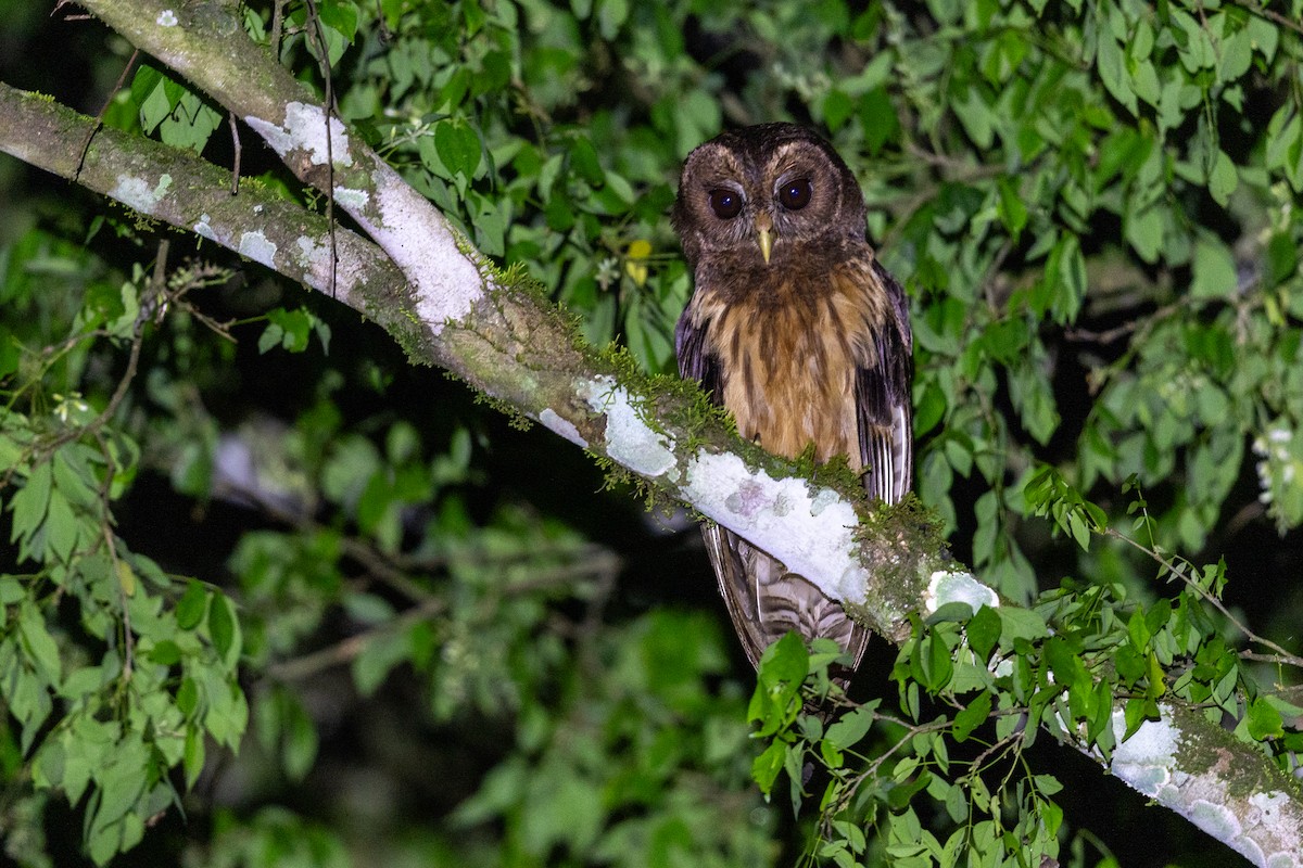 Mottled Owl - ML646395719