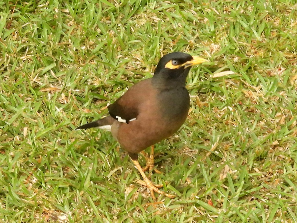 Common Myna - ML646395720