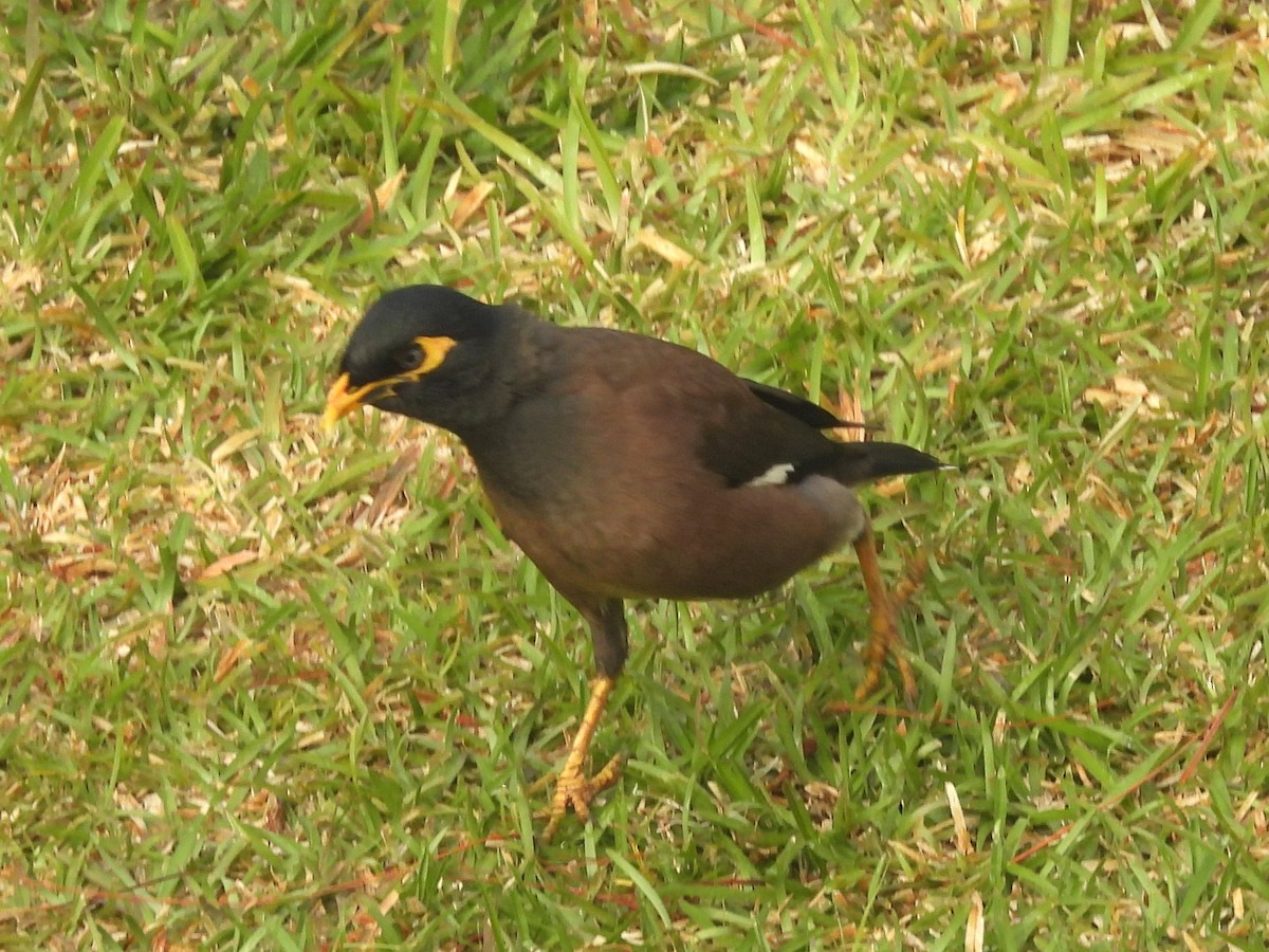 Common Myna - ML646395721