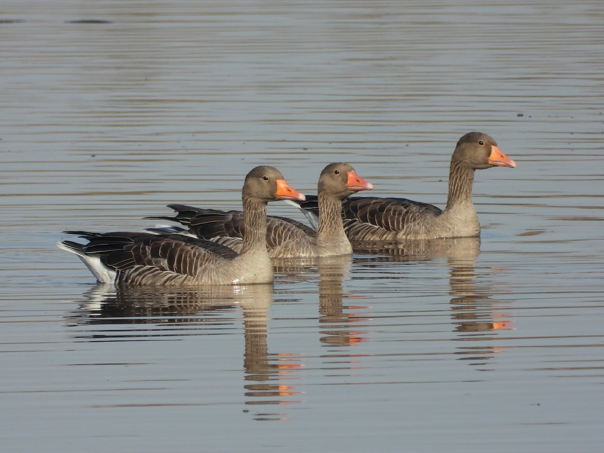 Graylag Goose - ML646395723