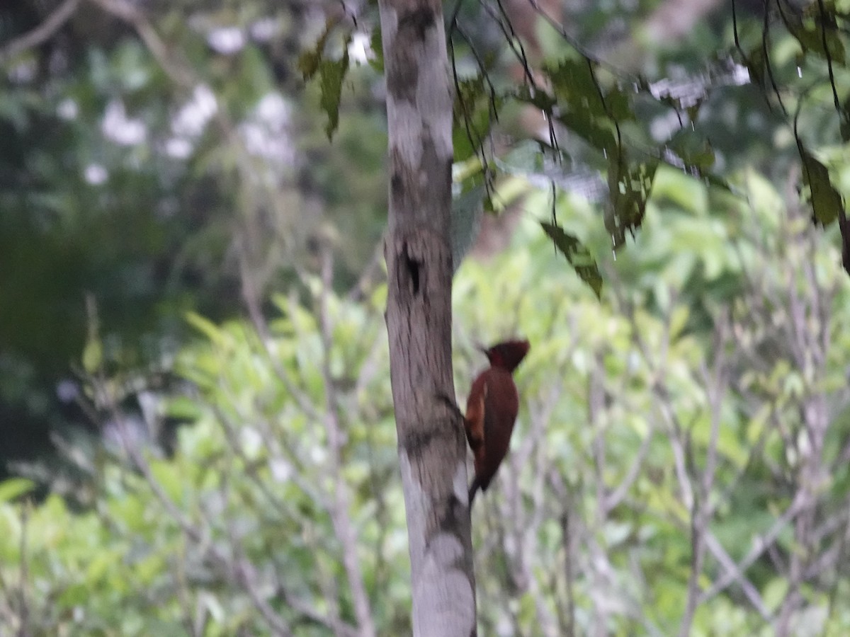 Chestnut Woodpecker - ML646395724